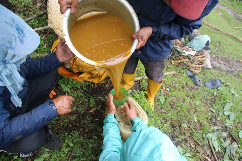 MAD HONEY (MIEL FOU DU NÉPAL)